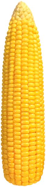 Corn PNG    图片编号:98631