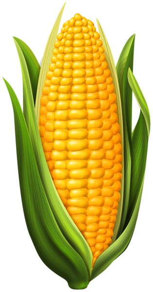 Corn PNG    图片编号:98632