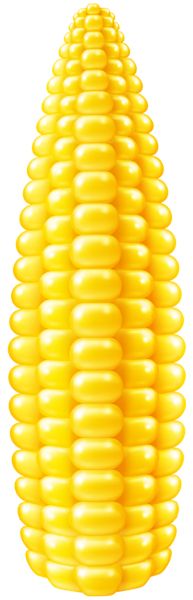 Corn PNG    图片编号:98633