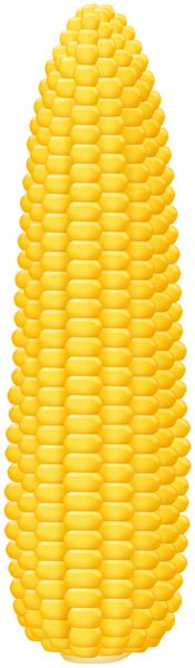 Corn PNG    图片编号:98634