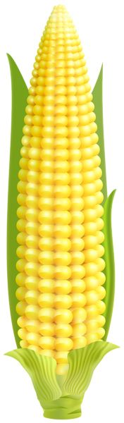 Corn PNG    图片编号:98635