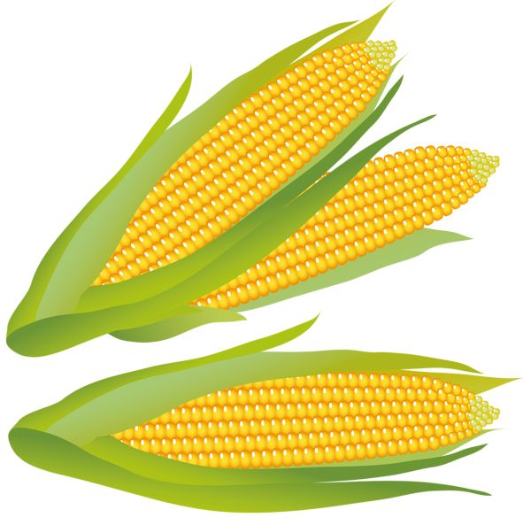 Corn PNG    图片编号:98636