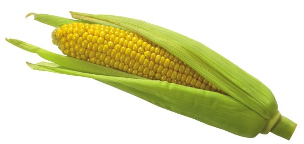 Corn PNG    图片编号:98637