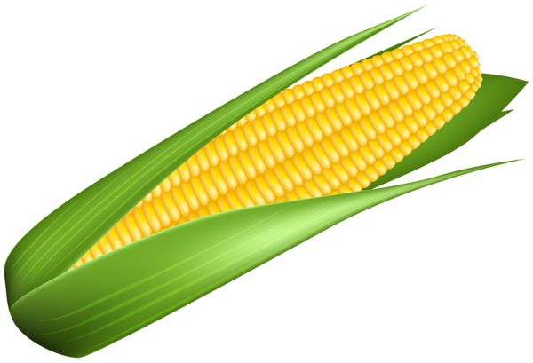 Corn PNG    图片编号:98638