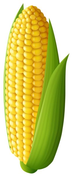 Corn PNG    图片编号:98639