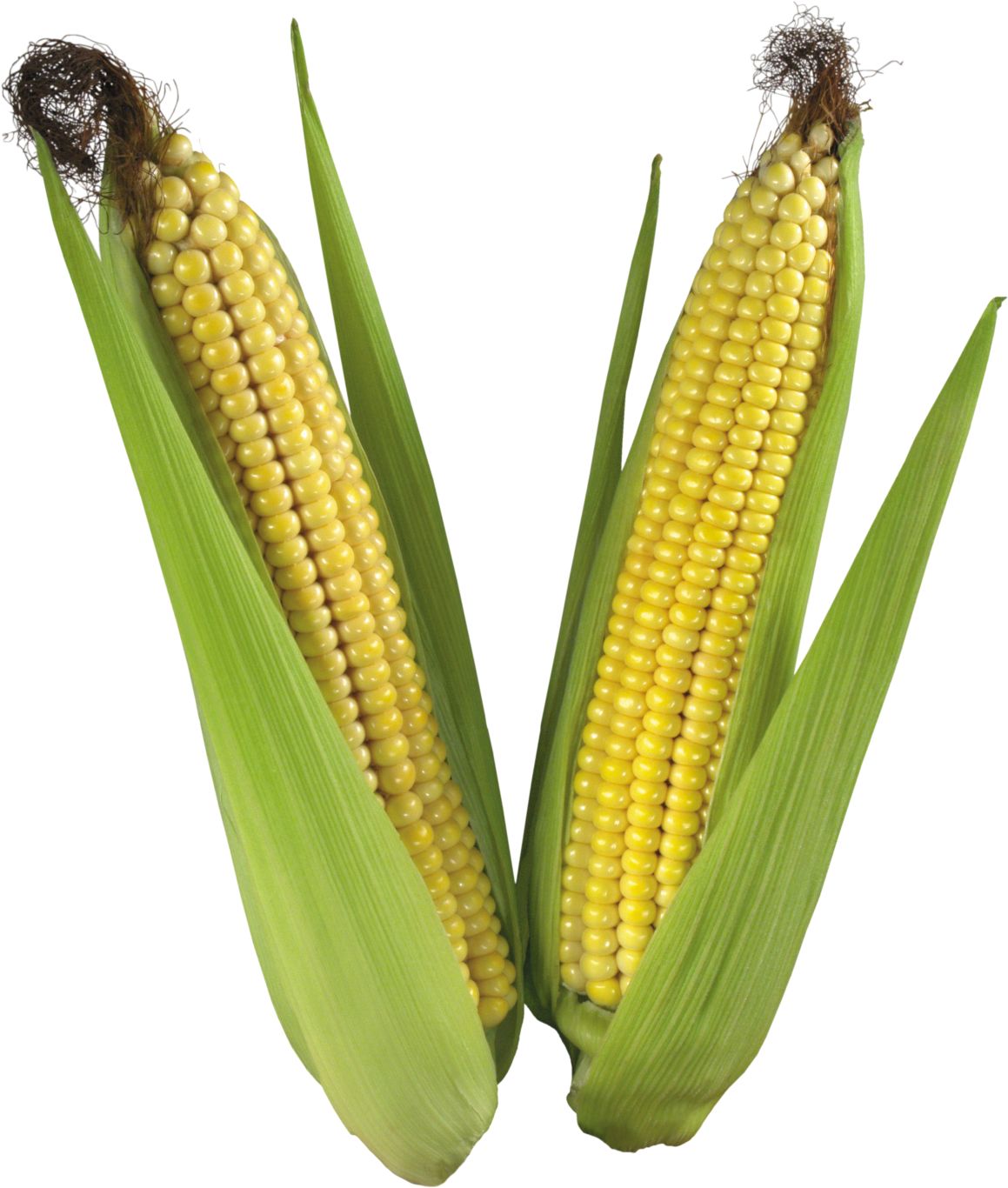 Corn PNG    图片编号:98643