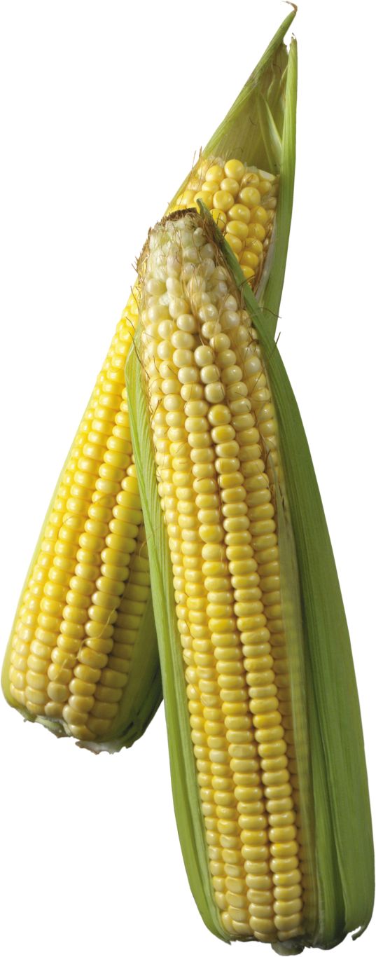 Corn PNG    图片编号:98647