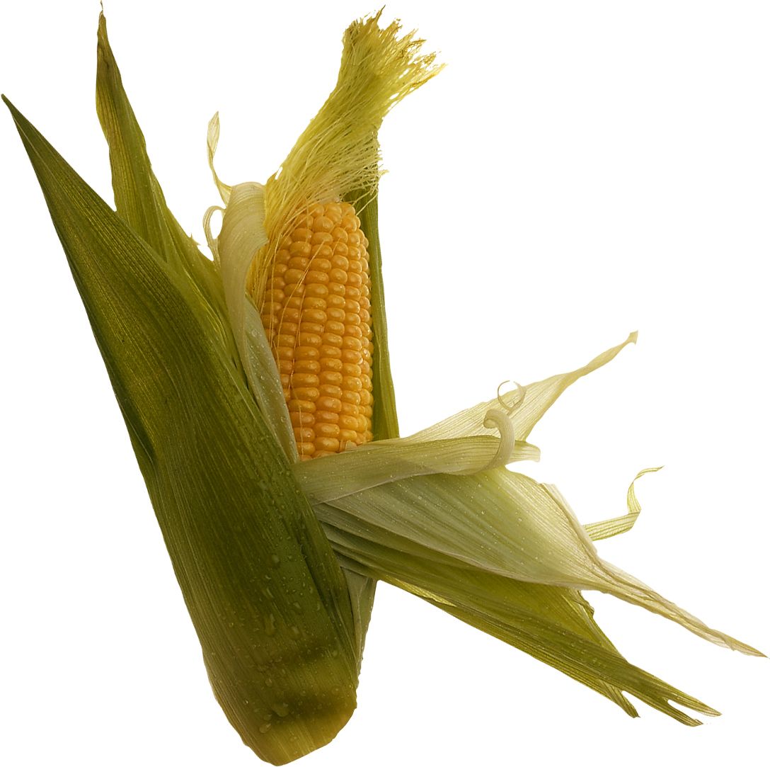 Corn PNG    图片编号:98654