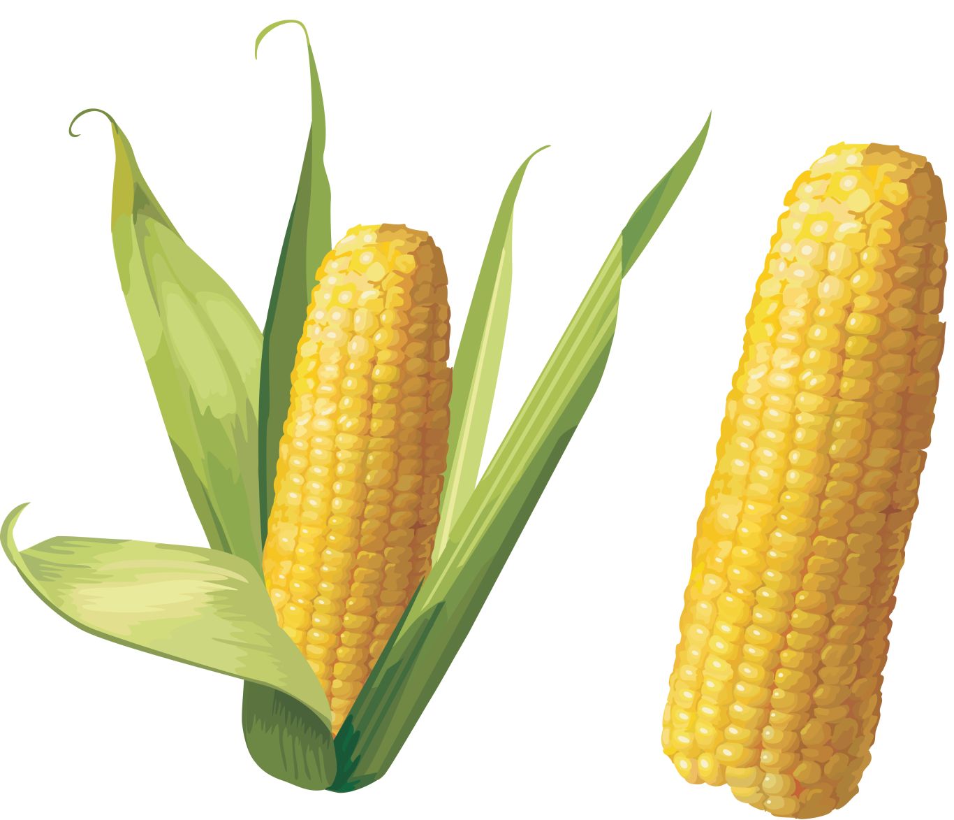 Corn PNG    图片编号:98656