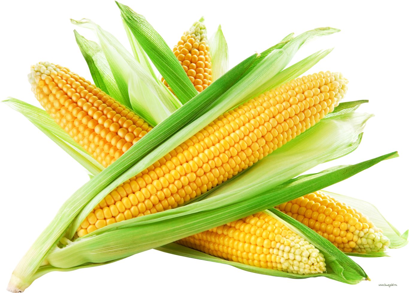 Corn PNG    图片编号:98660