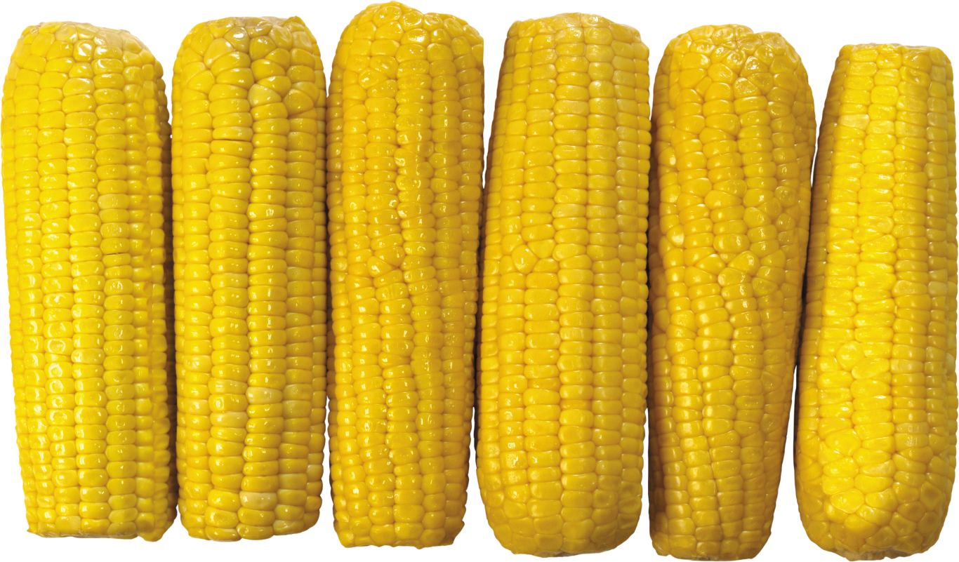 Corn PNG    图片编号:98661