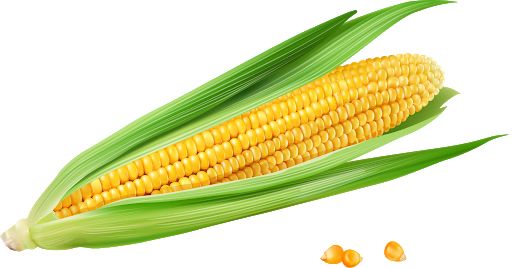 Corn PNG    图片编号:98666