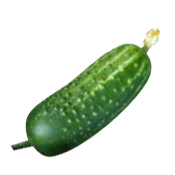 Cucumber with flower PNG    图片编号:12615
