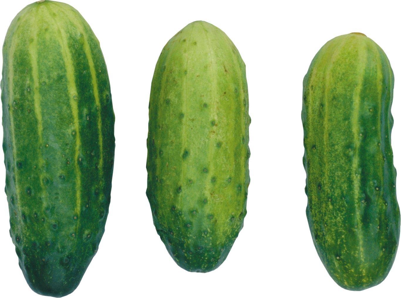 Cucumber PNG    图片编号:12619