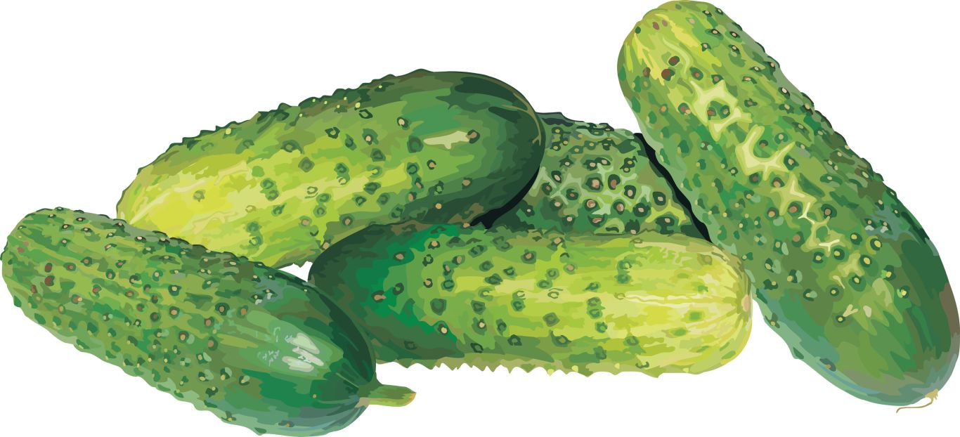 Cucumbers PNG    图片编号:12630