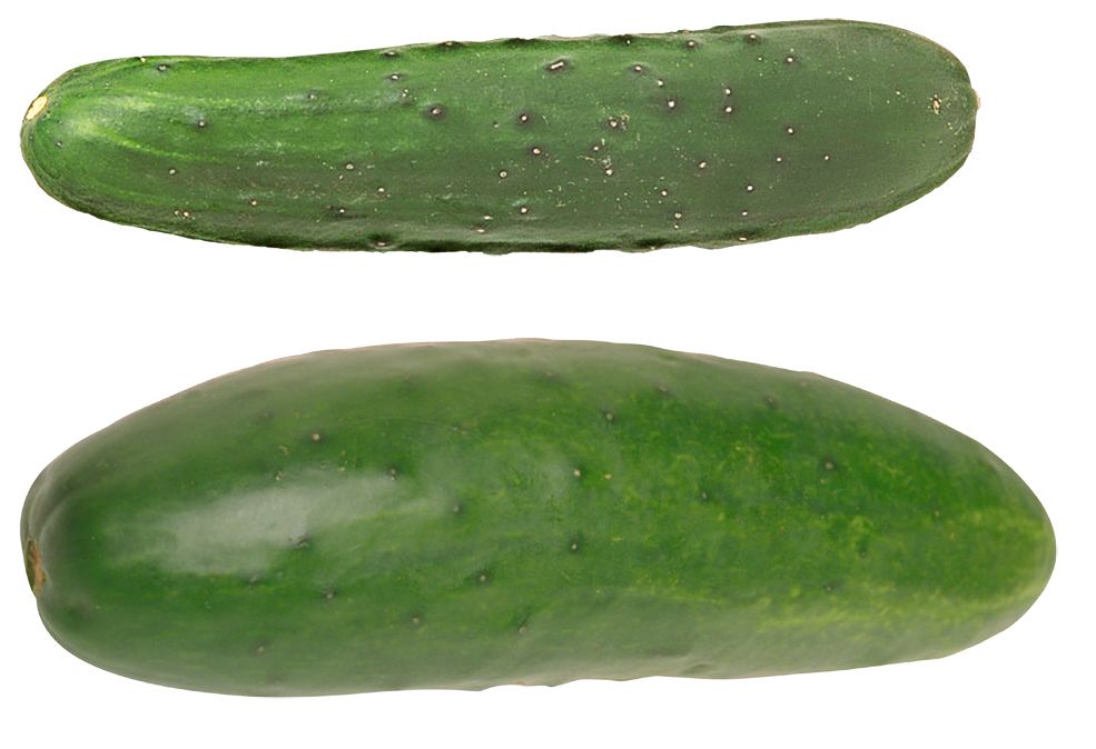 Cucumber PNG    图片编号:84263