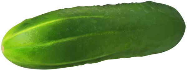 Large cucumber PNG    图片编号:84290