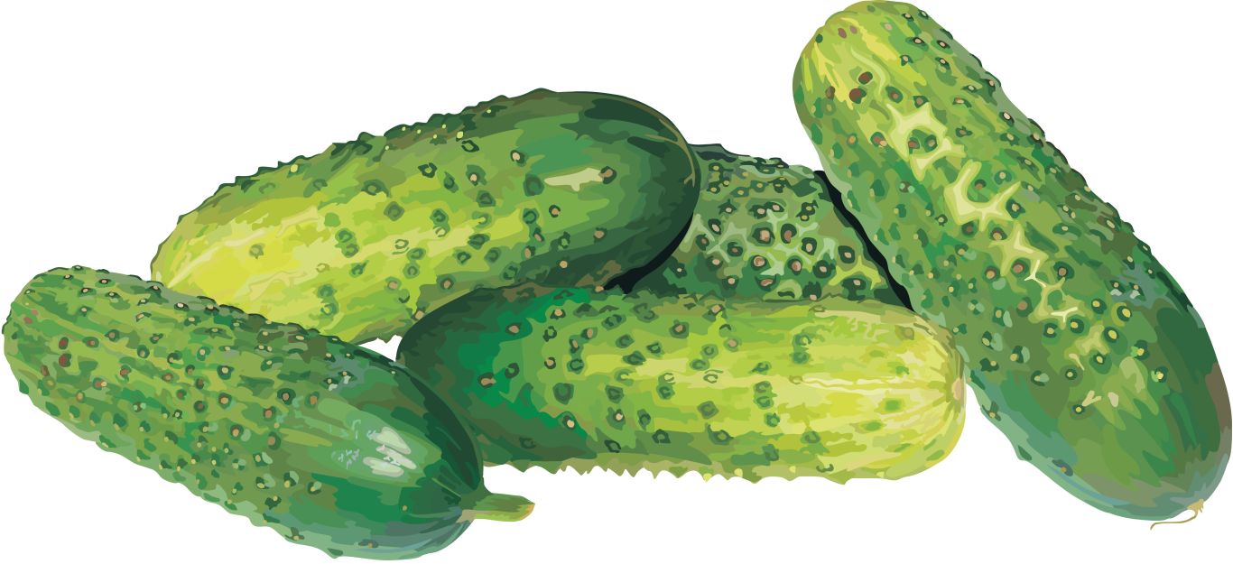 fresh cucumbers PNG    图片编号:84305