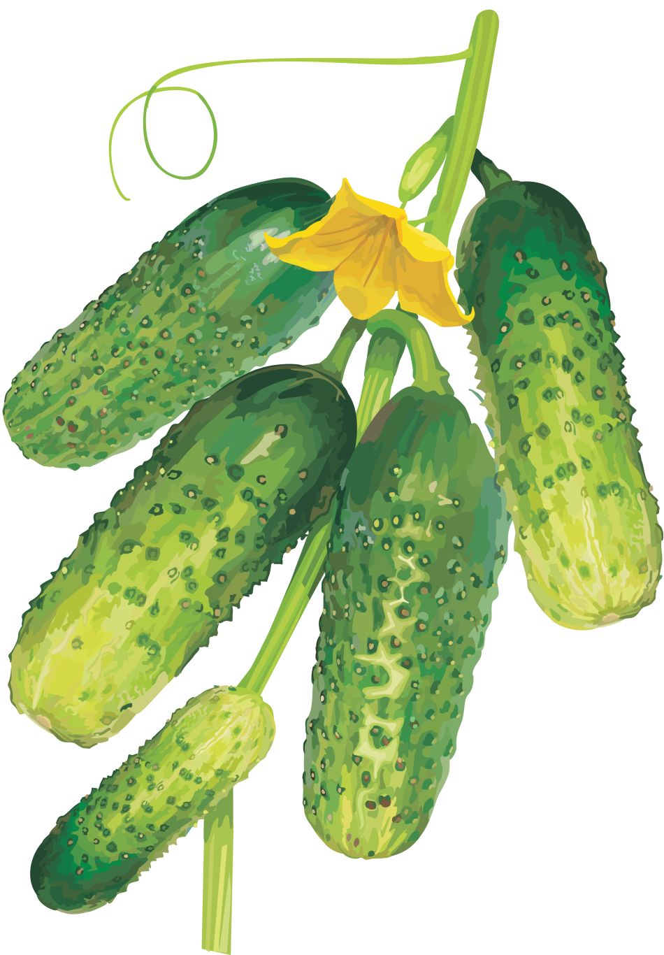Cucumber on branch with leaves PNG    图片编号:84306