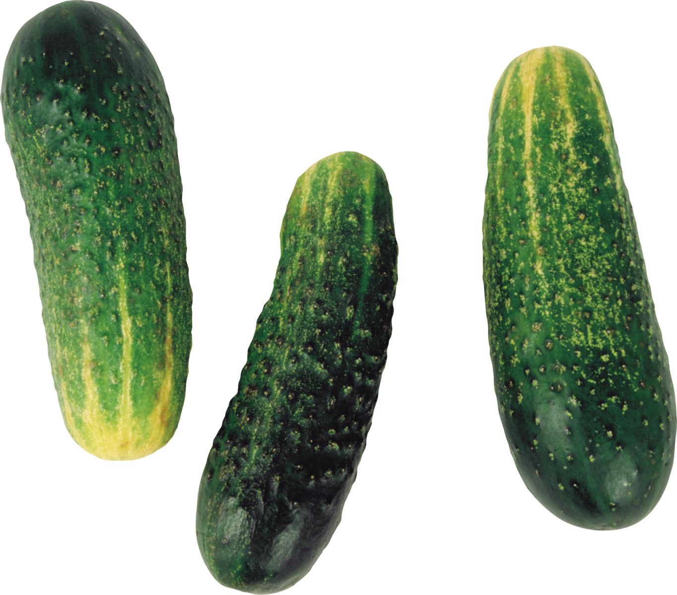 Cucumbers image PNG    图片编号:84316