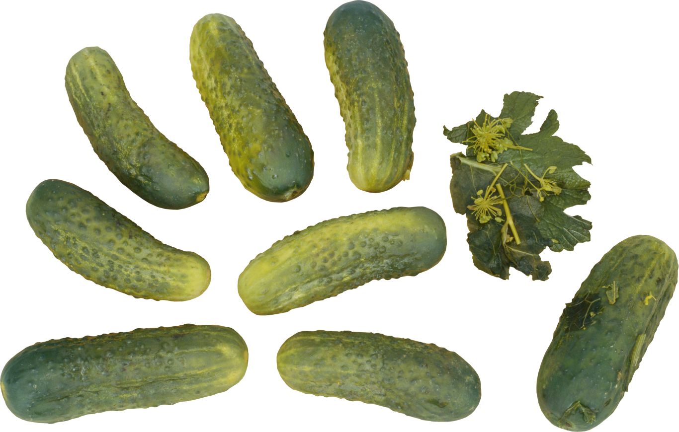 Many cucumbers PNG    图片编号:84319