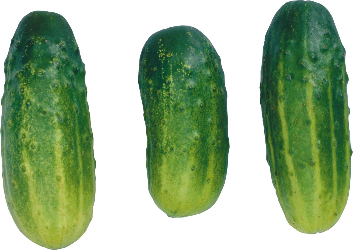 short cucumbers PNG    图片编号:84320