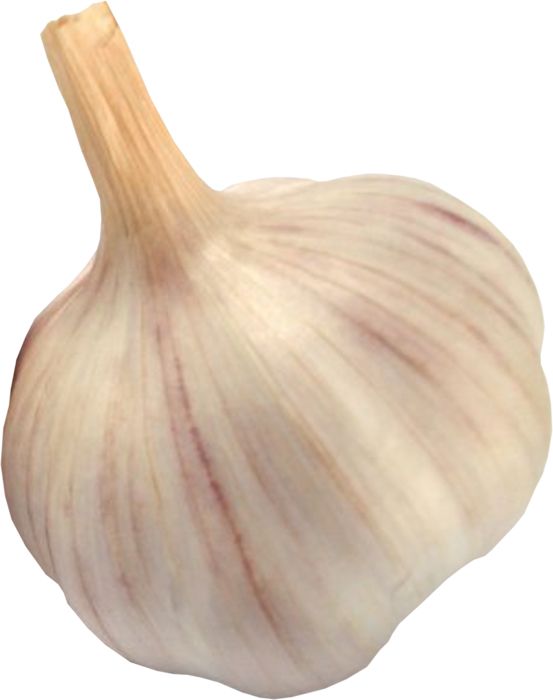 Garlic PNG    图片编号:12768