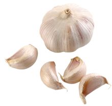Garlic PNG    图片编号:12769