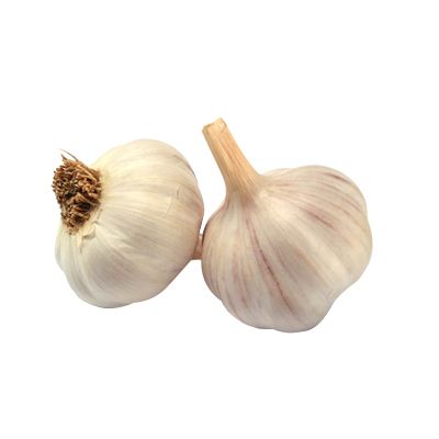Garlic PNG    图片编号:12770