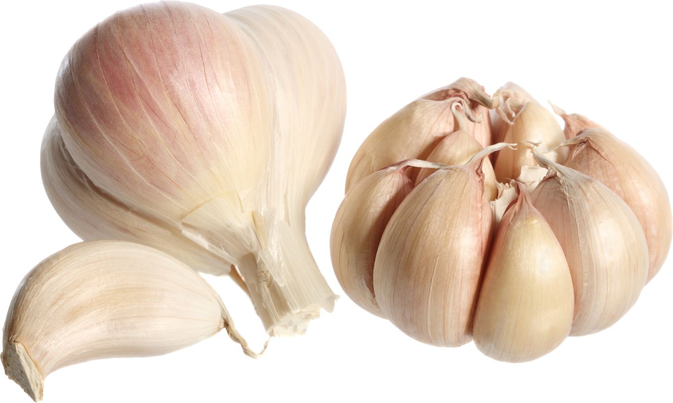 Garlic PNG    图片编号:12772