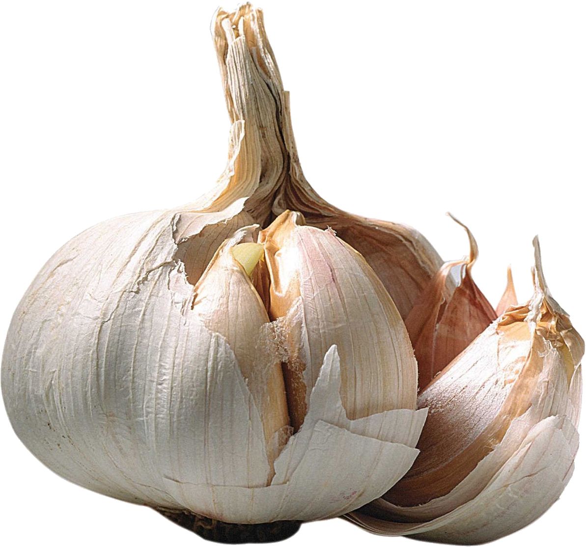 Garlic PNG    图片编号:12773