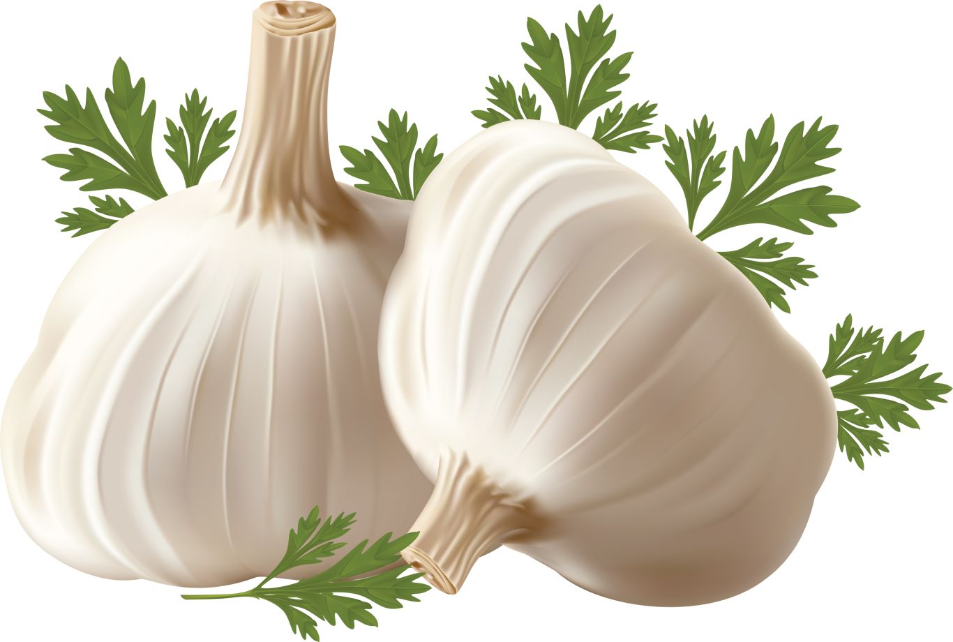 Garlic PNG    图片编号:12775