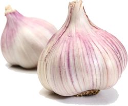 Garlic PNG    图片编号:12779