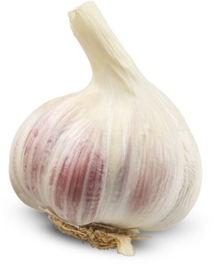 Garlic PNG    图片编号:12781