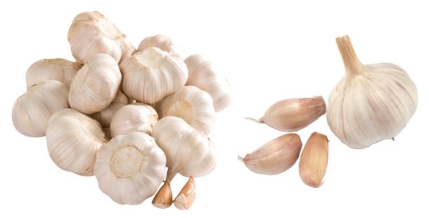 Garlic PNG    图片编号:12785