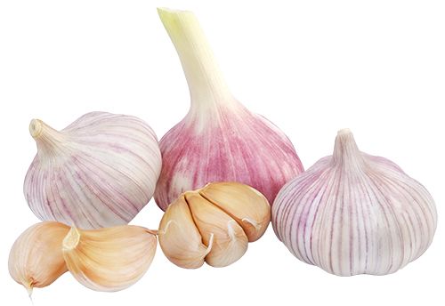 Garlic PNG    图片编号:12788
