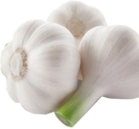 Garlic PNG    图片编号:12789
