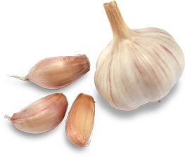 Garlic PNG    图片编号:12790