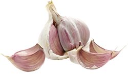 Garlic PNG    图片编号:12792
