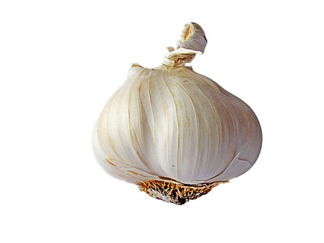 Garlic PNG    图片编号:12793