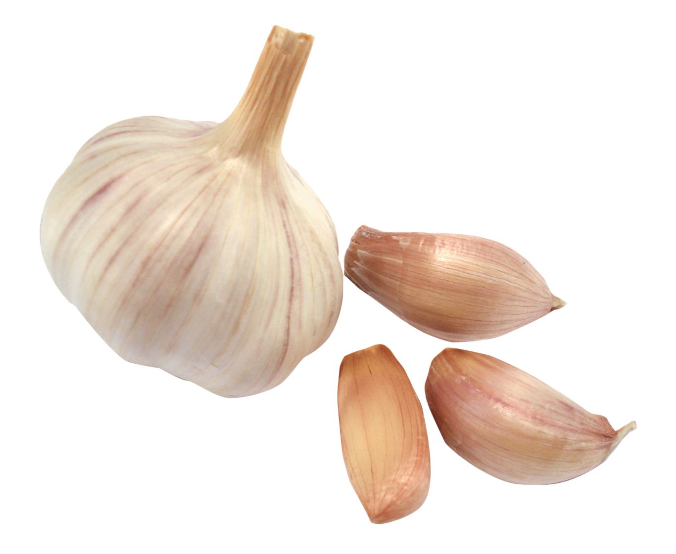 Garlic PNG    图片编号:12798