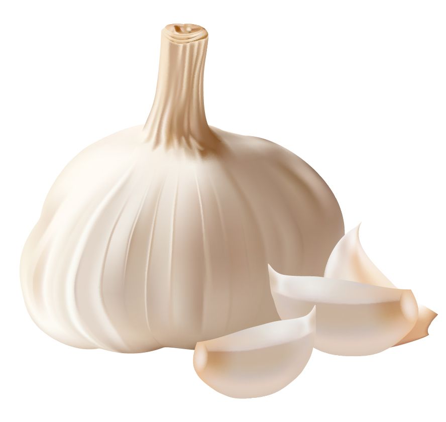 Garlic PNG    图片编号:12802