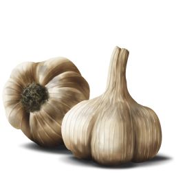 Garlic PNG    图片编号:12804
