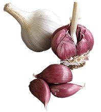 Garlic PNG    图片编号:12805