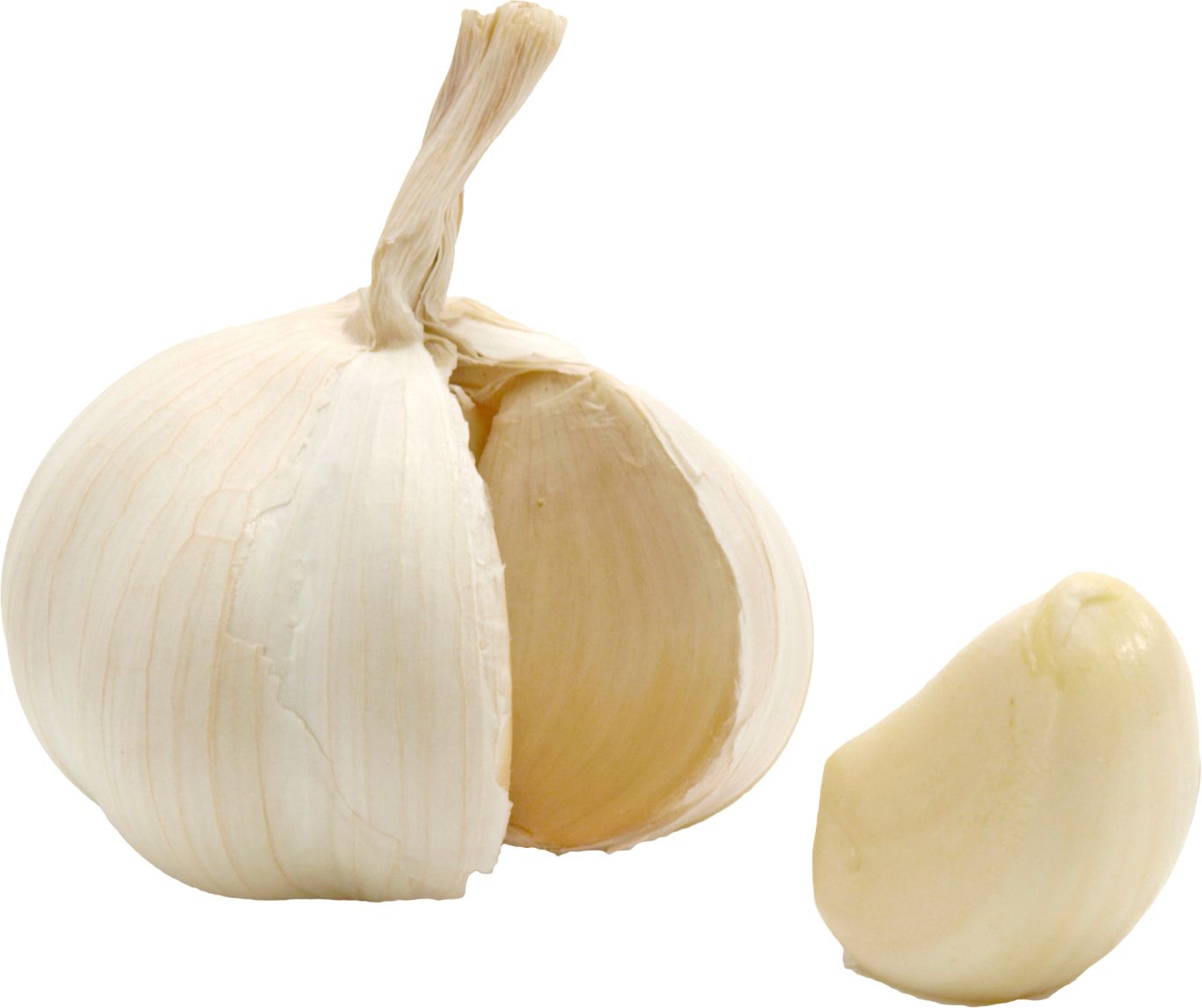 Garlic PNG    图片编号:99270