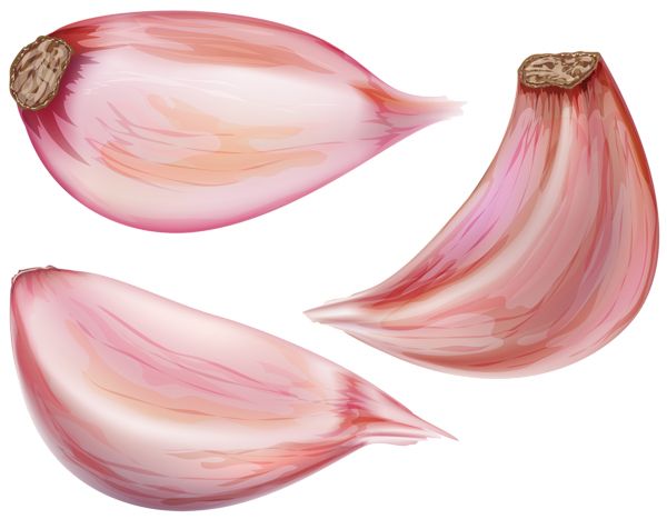 Garlic PNG    图片编号:99273