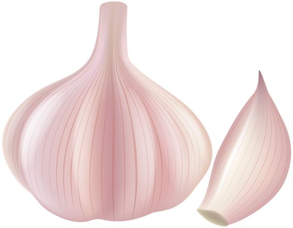 Garlic PNG    图片编号:99274