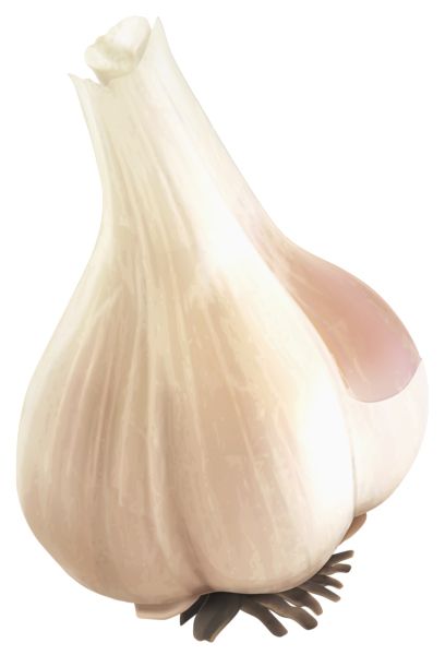 Garlic PNG    图片编号:99278