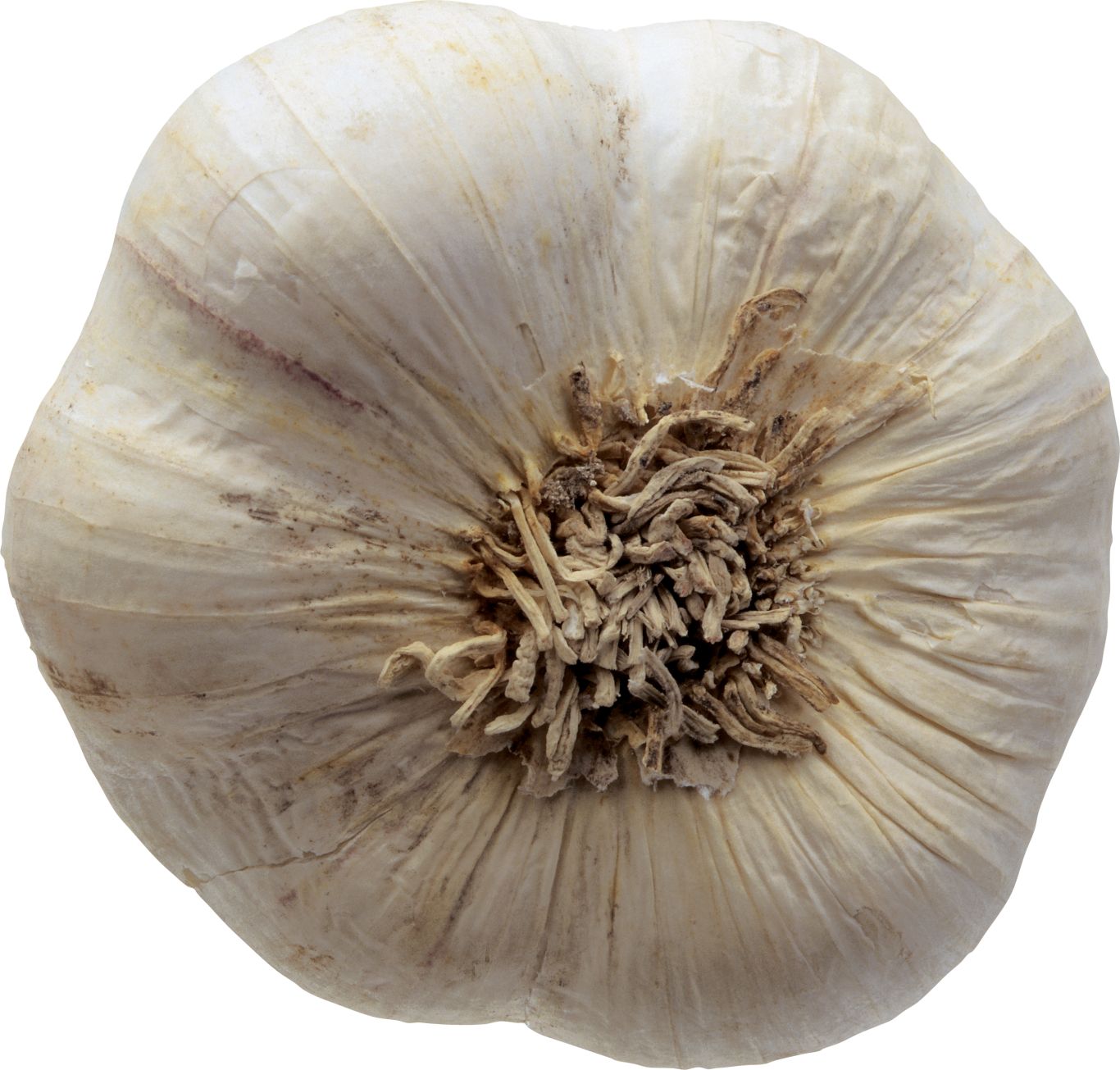 Garlic PNG    图片编号:99281