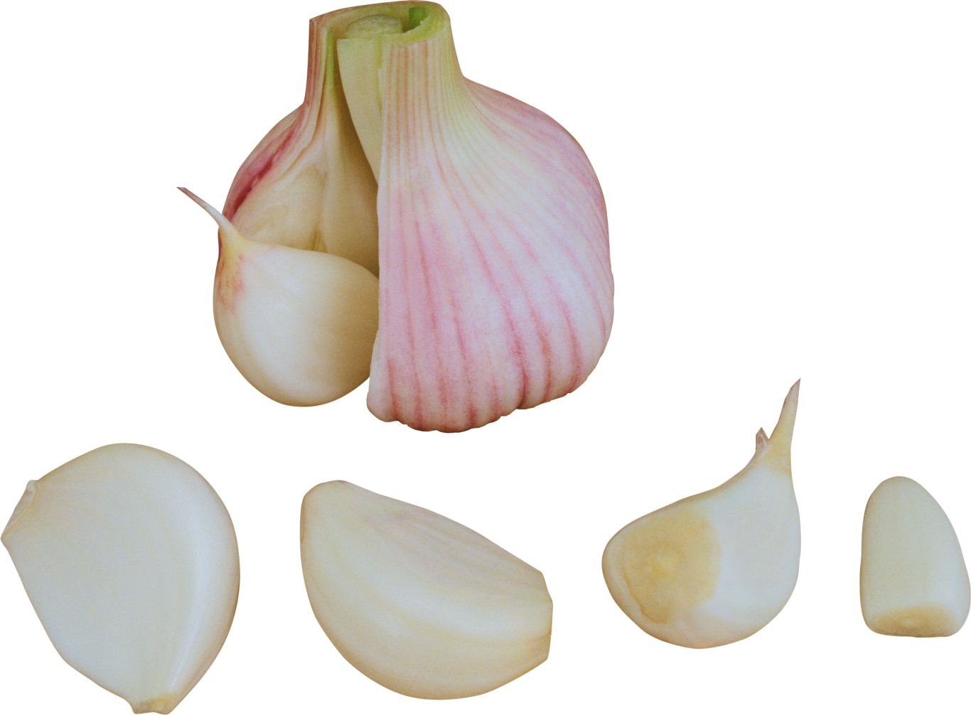 Garlic PNG    图片编号:99282